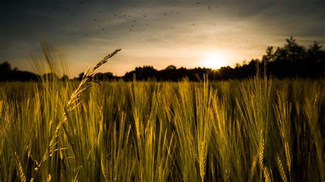 Nature Wheat 4k Ultra Hd Wallpaper