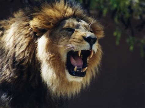 Funny Animals Funny Pictures Lions Roaring Funny Pictures