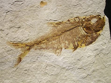 Fossils Fish Fossils