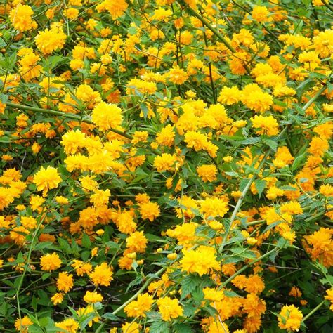 Kerria Japonica Pleniflora Kelly Nursery Llc