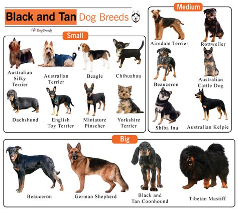 Small And Big Black And Tan Or Brown Dog Breeds With Pictures
