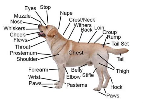 Animal Body Parts Vocabulary In English Eslbuzz Learning English