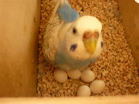 Aprender En Mi Aula Es Divertido Animales Que TambiÉn Nacen De Huevos