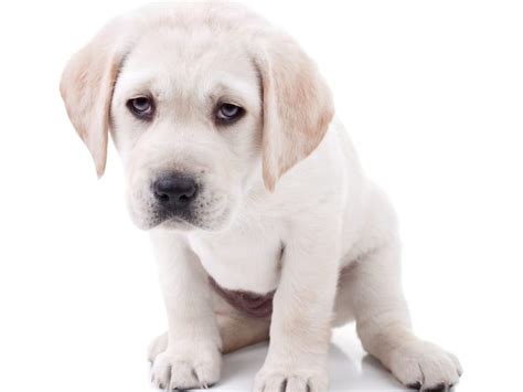 Dog vomit color guide | what do the … перевести эту страницу. Causes of Dog Vomiting and Dog Vomit Color Guide - Nom Nom