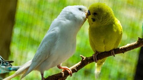Why Are My Budgies Kissing