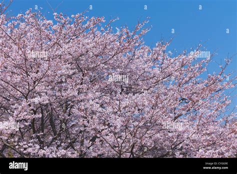Cherry Blossoms And The Blue Sky Stock Photo Alamy
