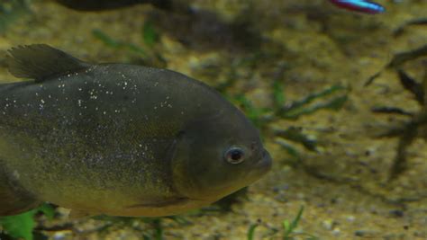 Red Bellied Piranha Pygocentrus Nattereri Image Free Stock Photo