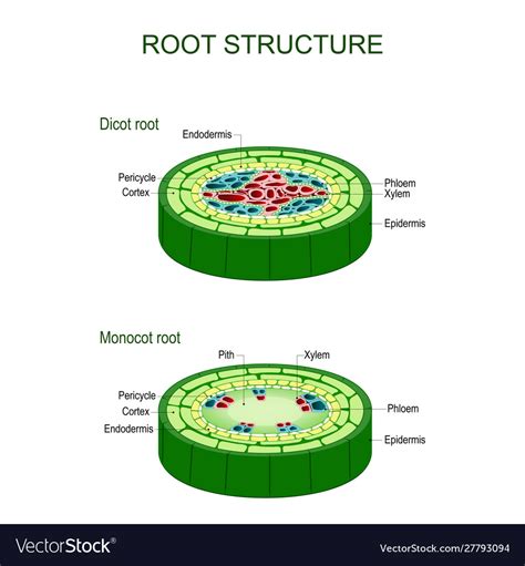 Root Structure Monocot And Dicot Stems Royalty Free Vector