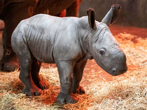 Watch Baby White Rhino Born At West Midland Safari Park Express And Star