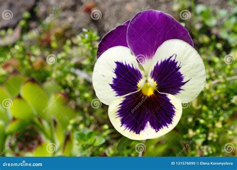 Viola Tricolor Flower Close Up Stock Photo Image Of Bloom Flora