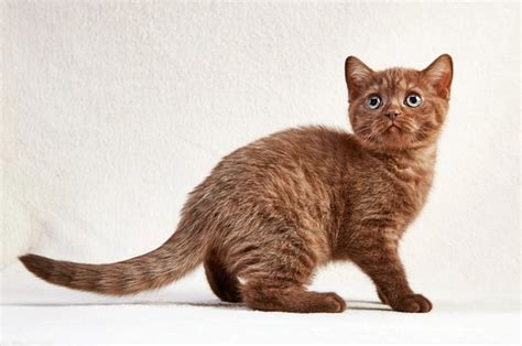 British Shorthair Cats Breed Information Temperament Size And Price