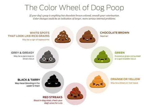 Dog Poop Color Chart What It Shows About Your Chis Health Chihuacorner