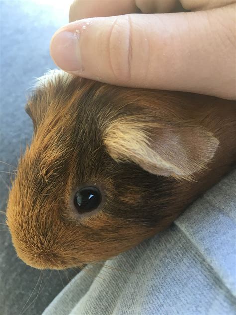 The Purest Form Of Happiness Guinea Pigs 🐹 Amino