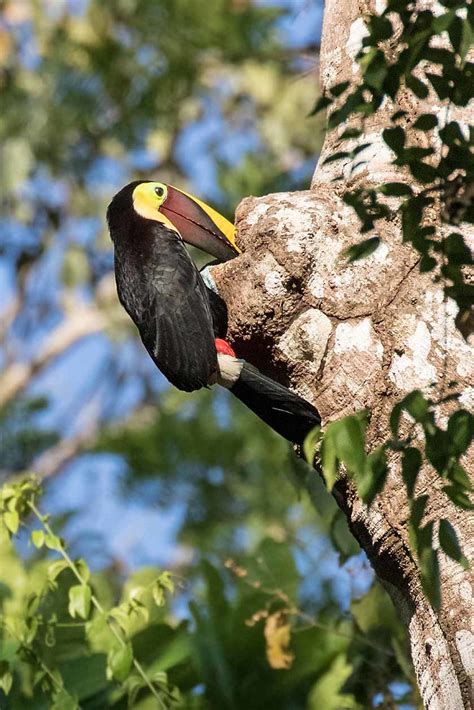 Chestnut Mandibled Toucan I Visited This Nest Site Many Ti Flickr