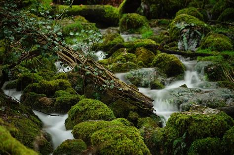 River Rocks Moss Free Photo On Pixabay Pixabay