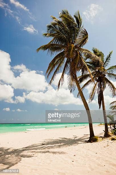 Palm Tree Varadero Cuba Photos And Premium High Res Pictures Getty Images