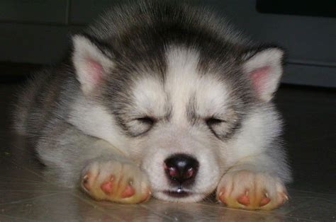 We did not find results for: husky puppies Archives - Fuzzy Today