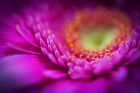 Purple Flower Bckgrounds Hd Desktop Wallpapers 4k Hd