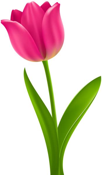 Pink Tulip Transparent Clip Art Tulips Art Pink Tulips Tulips Flowers
