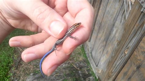 Blue Tailed Skink Catch And Release August 2014 Lizard Reptile Youtube