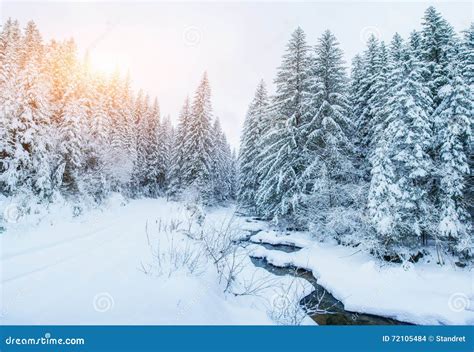 Mountain Stream In Winter Stock Photo Image Of Pine 72105484
