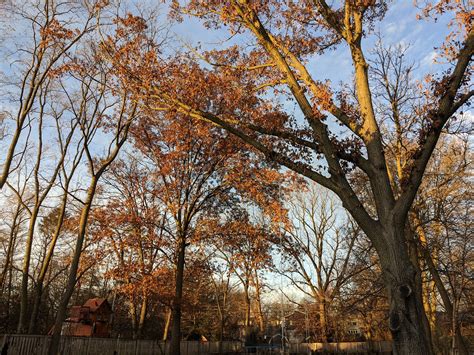 We did not find results for: White Oak Tree Marcescence In Northern Illinois - 2019