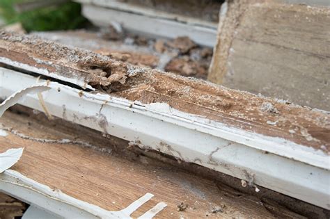 For these and other arizona household pests, you need to rely on a company you can trust. Termite Removal and Control in Arizona - Fromms Pest Control