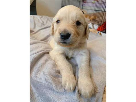 One Golden Retriever Male Purebred Puppy Torrance Puppies For Sale