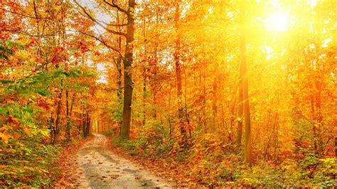 Sand Path Between Green Orange Autumn Leafed Trees Forest With Sunrays