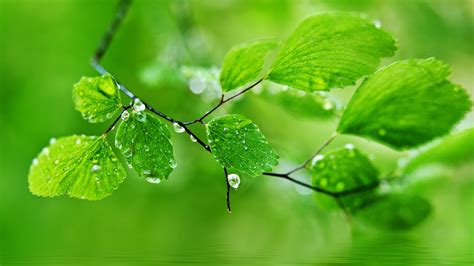 Green Leaf Nature Rain Wallpapers Hd Pictures Hd