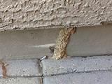 Treat Termites In Yard Photos
