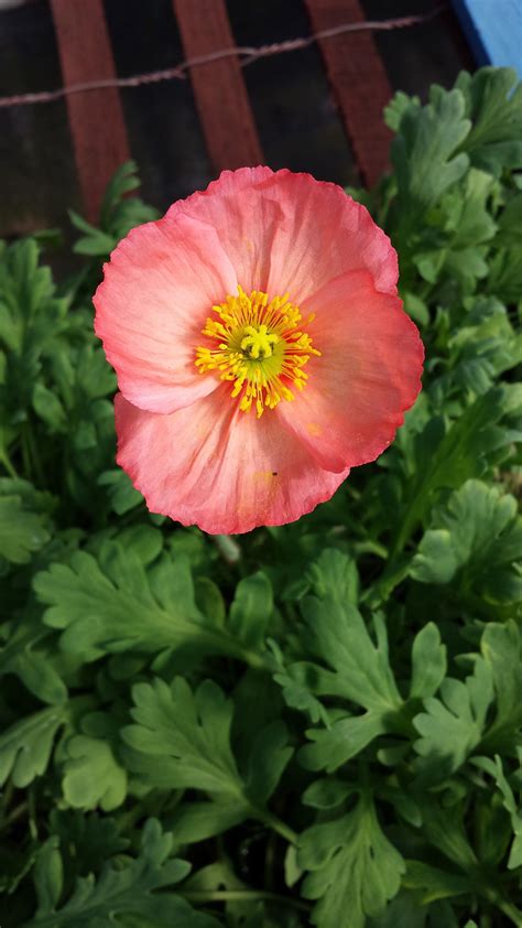 Icelandic Poppy Warm Rose Papaver Nudicaule Flowers Perennials