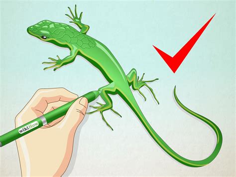 How To Draw A Lizard With Pictures Wikihow