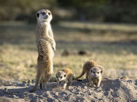 Best Africa Wildlife Safaris Where To See Meerkats And Gelada Monkeys