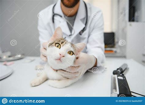 Doctor Are Examining A Sick Cat Veterinary Clinic Concept Stock Photo