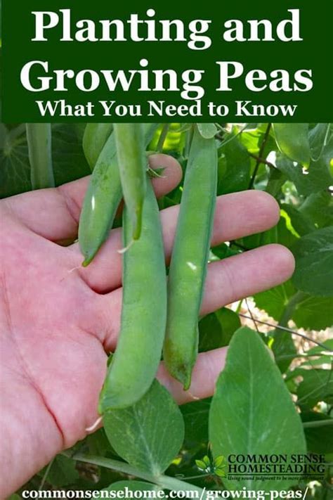 Growing Peas In Your Garden Will Turn You Into A Pea Lover From