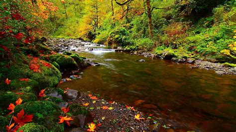 Nature Rivers Stones Autumn Leaves Hd Wallpaper Pxfuel