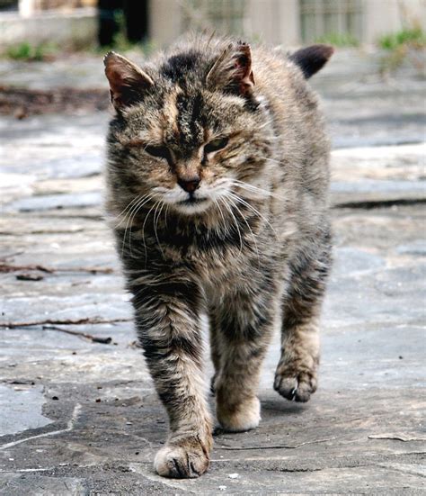 Feral Cats Pose Chronic Problems In Raheen