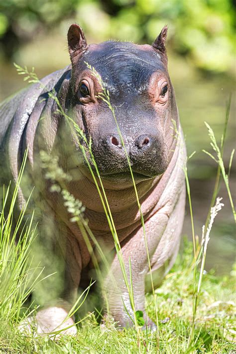 Cute Baby Hippo Makes First Trip Outside At Basel Zoo Hd Phone