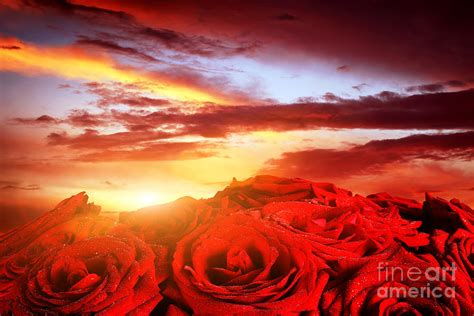 Red Wet Roses Flowers On Romantic Sunset Sky Photograph By Michal