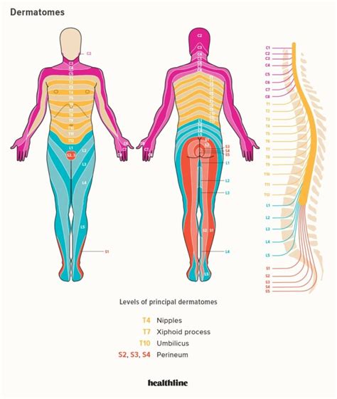 Spine And Nerve Chart Hot Sex Picture