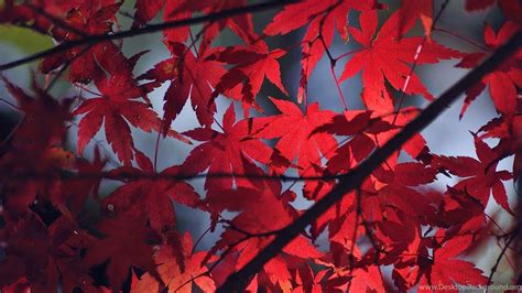 Japanese Maple Wallpapers Top Free Japanese Maple Backgrounds