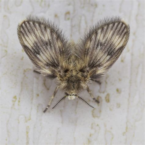 Moth Fly Psychodidae Sp Tim Tapley Flickr