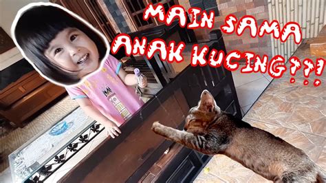 Main Sama Anak Kucing Youtube
