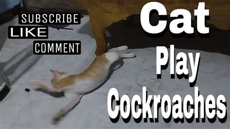 cat play cockroaches youtube