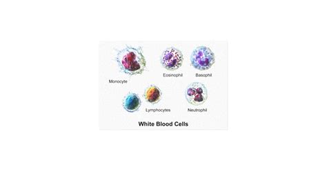 Canvas White Blood Cells Leukocytes Diagram Zazzle