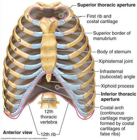 Anatomy Of Sternum And Ribs
