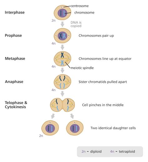 What Is Mitosis Mitosis Mitosis Activity Teaching Biology