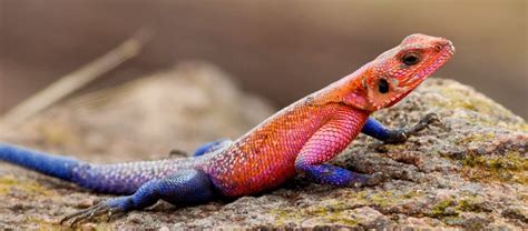 The Red Headed Rock Agama Critter Science