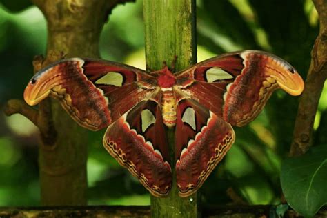 Of The World S Weirdest And Most Beautiful Moth Species